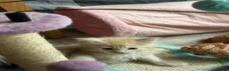 Maine Coon cats for sale: READY TO LEAVE PRICE REDUCTION  😻😻 - Advert 19