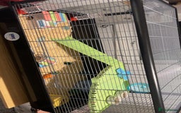 Hamster rodents for sale: 2 male gerbils - Image 4
