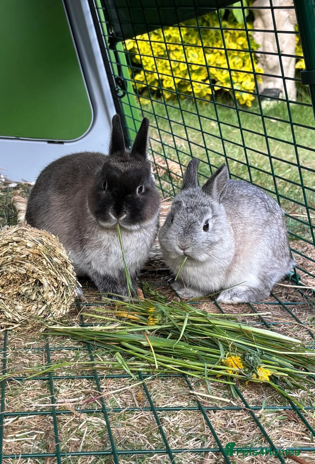 Netherland Dwarf rabbits for sale: Pip and Tink- bonded pair - Advert 1