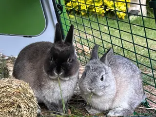 Netherland Dwarf rabbits Pip and Tink- bonded pair - Advert 5