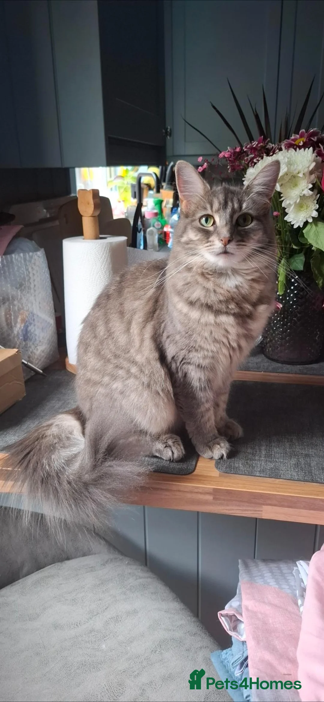 Mixed Breed cats for sale: Main coon cross - Advert 1