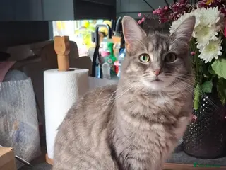 Mixed Breed cats Main coon cross - Advert 1