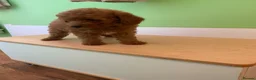 Toy Poodle dogs for sale: Toy poodle puppies - Advert 4