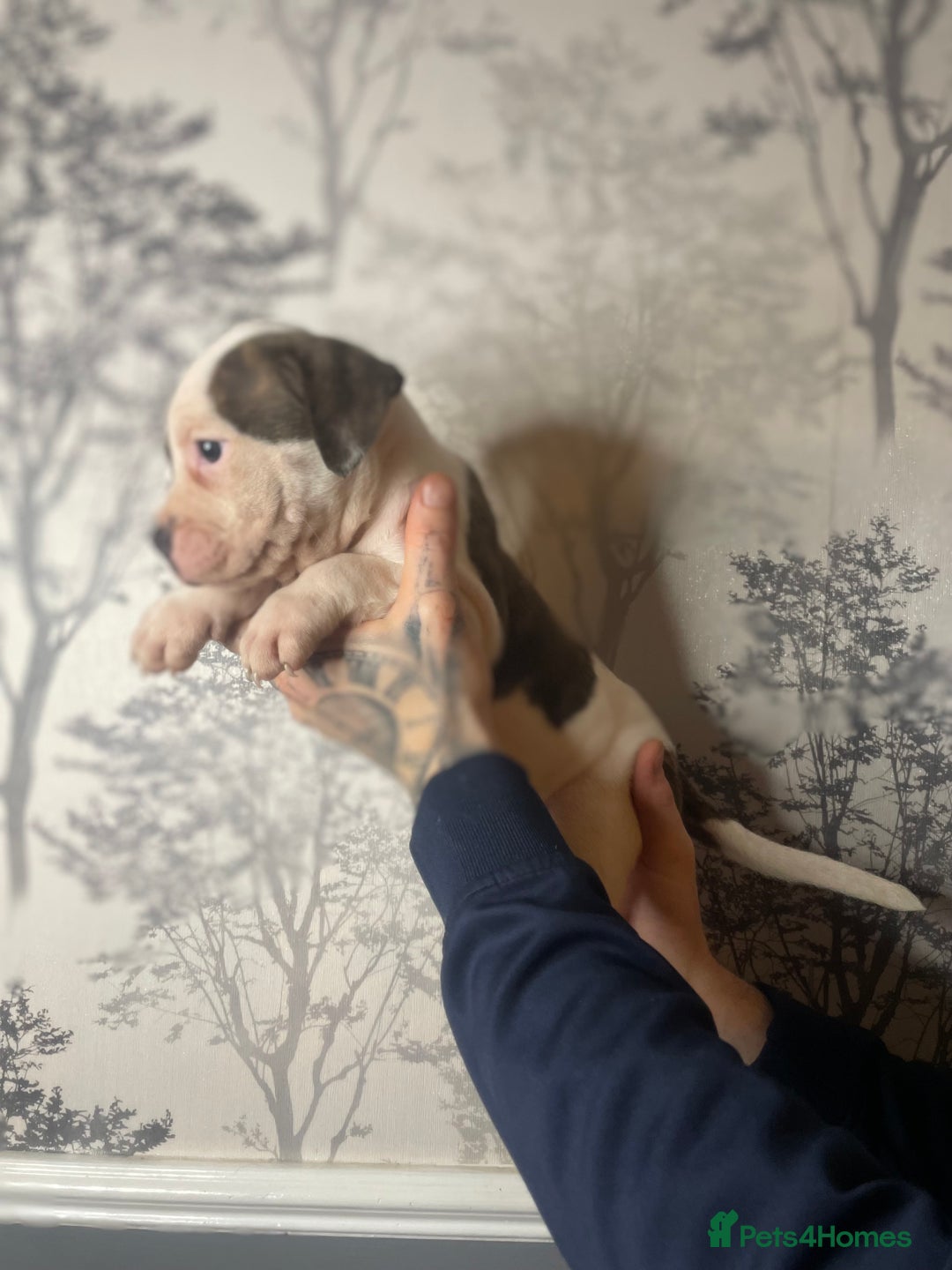 Mixed Breed dogs for sale: Bulldogs for sale  - Image 18