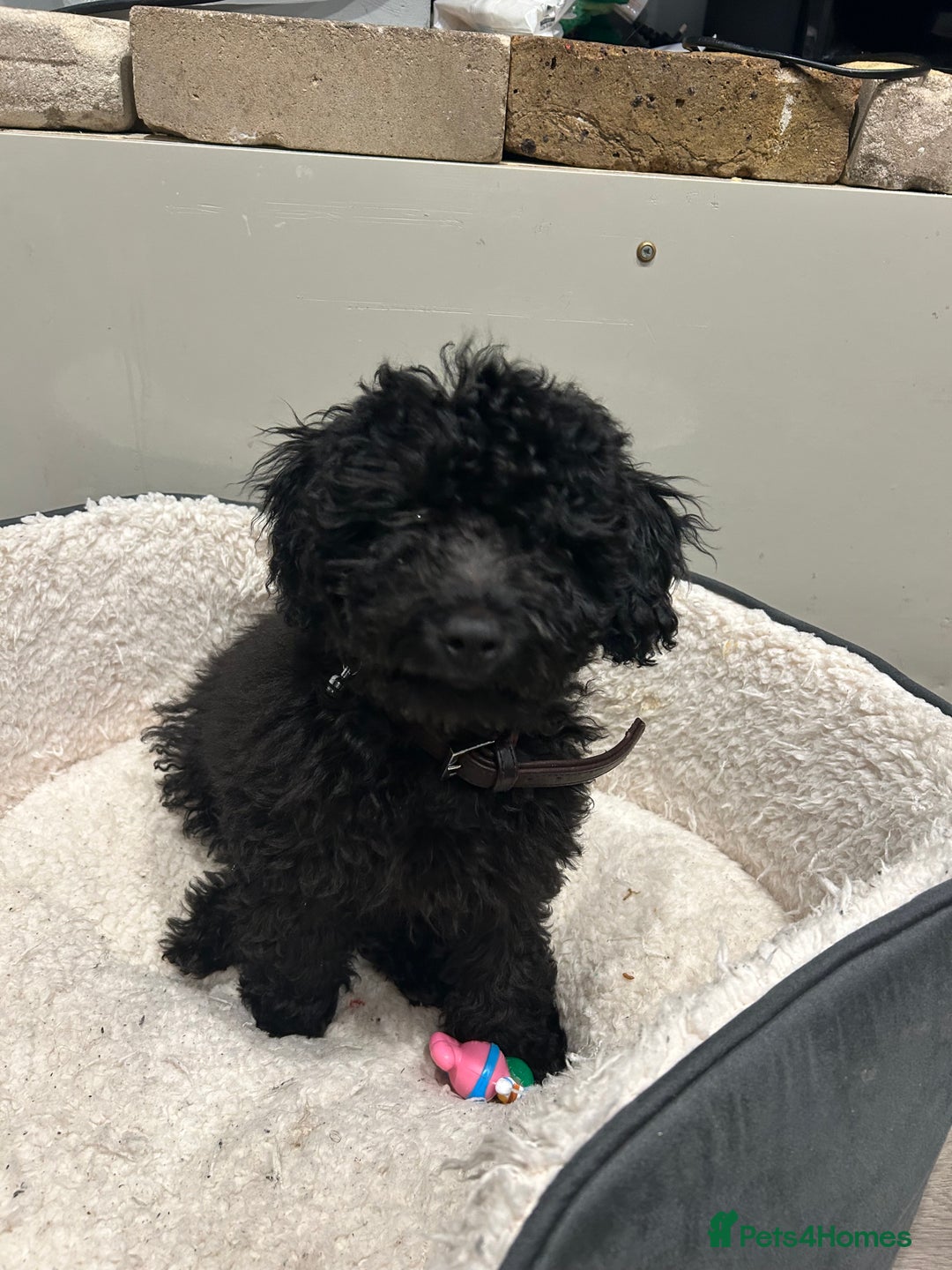 Cockapoo dogs for sale: 14 week old male cockapoo - Advert 6