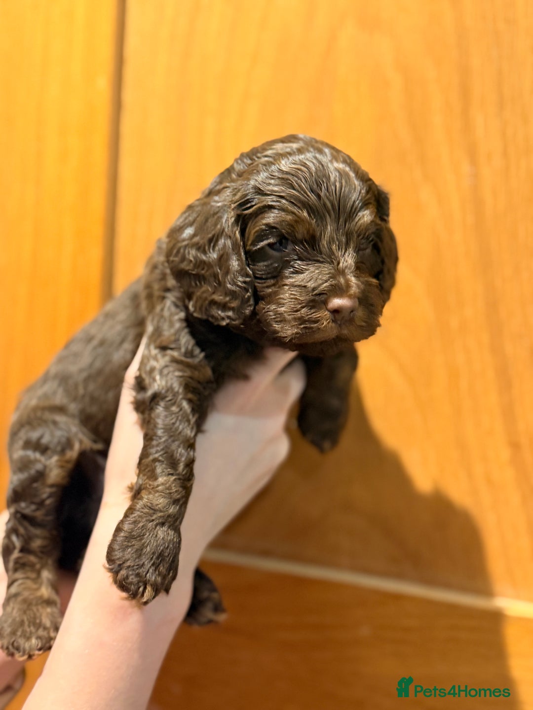Cockapoo dogs for sale: Toy cockerpoo puppies  - Advert 14