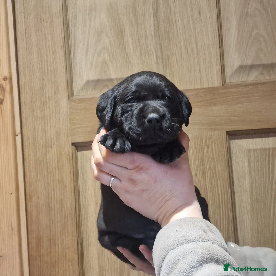 Labrador Retriever dogs for sale: Stunning KC Labrador Pups, Health tested parents  - Advert 11