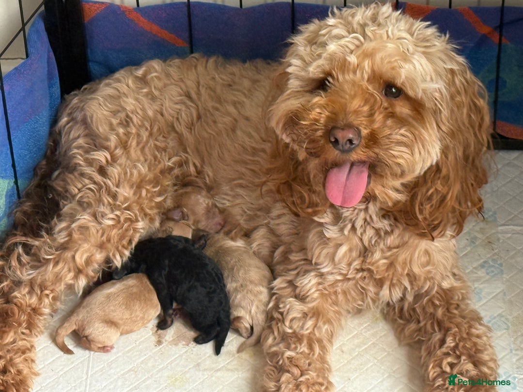 Cockapoo dogs for sale: Toy cockapoo  - Image 18