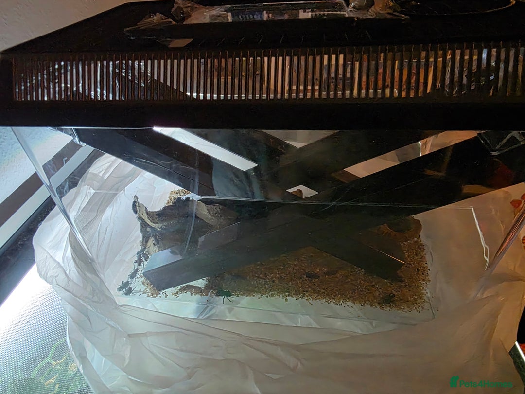 Frog reptiles for sale: 2 Whites Tree Frogs plus full set up - Advert 7