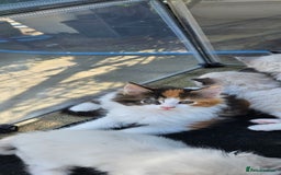 Maine Coon cats for sale: Gccf maincoon kittens. Ready from the 20th Sept  - Image 31