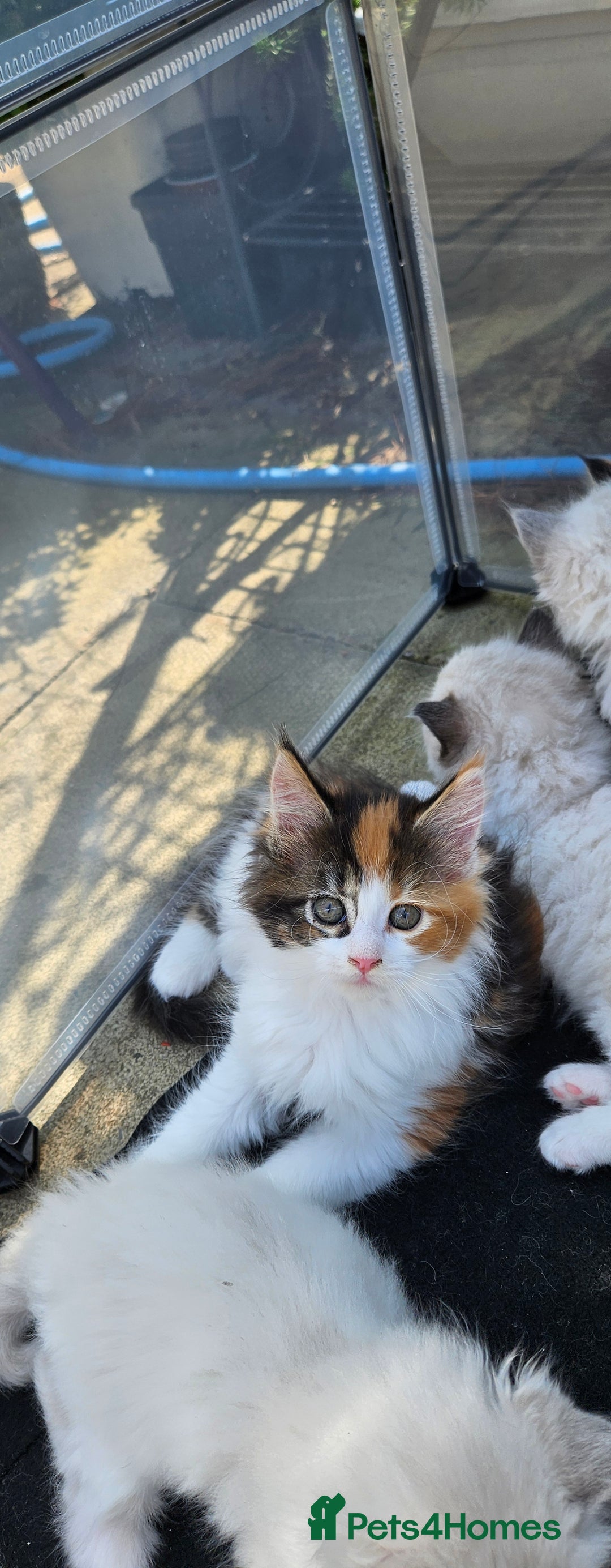 Maine Coon cats for sale: Gccf maincoon kittens. Ready from the 20th Sept  - Image 31