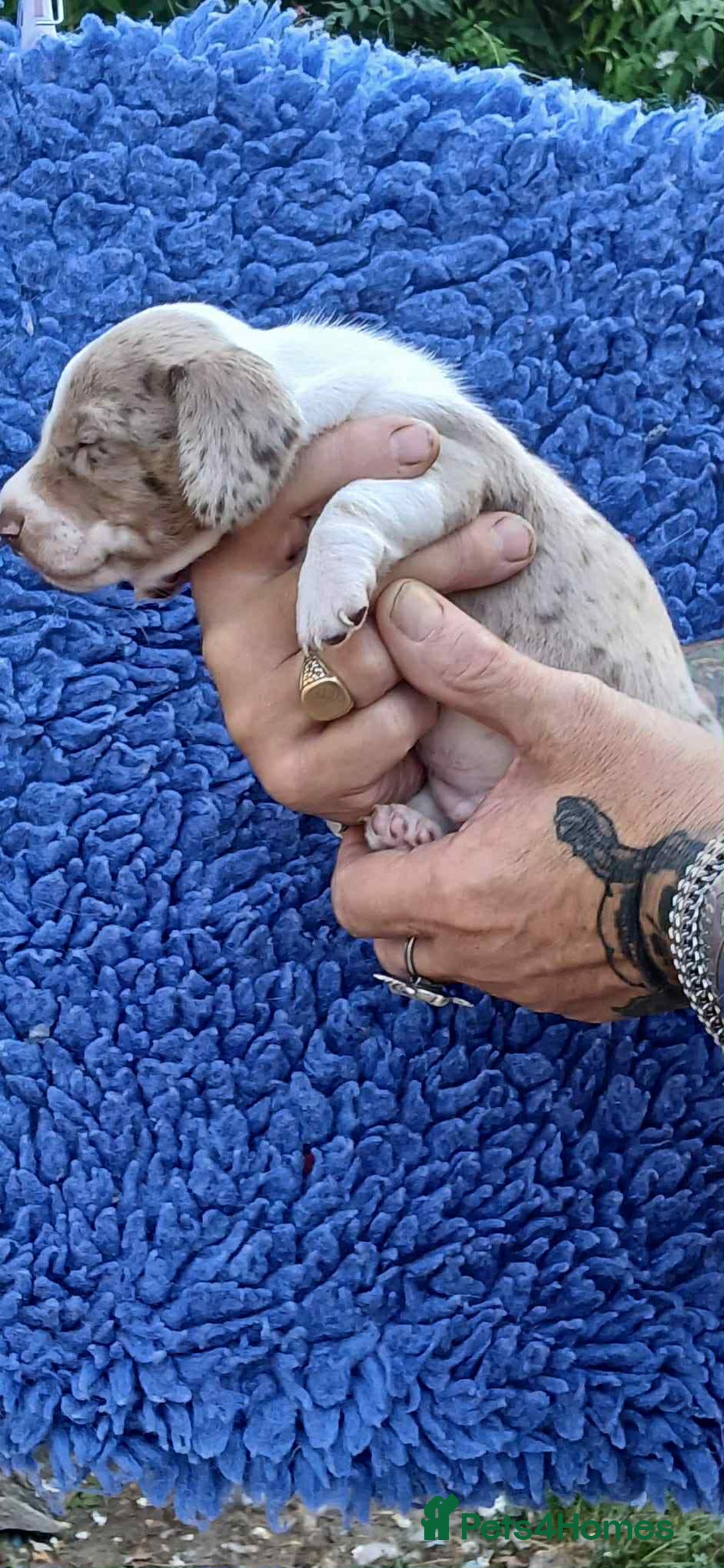 Dachshund dogs for sale: 3 Stunning boy puppies for sale - Image 2