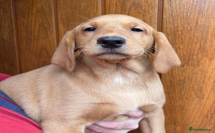 Labrador Retriever dogs - Advert 3