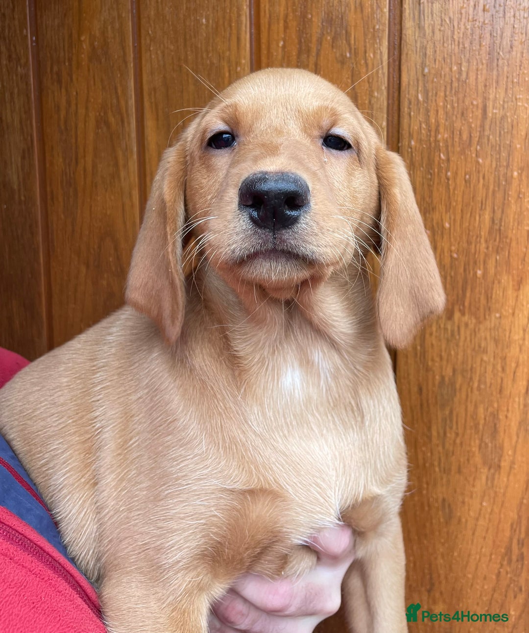 Labrador Retriever dogs for sale: Health Tested Working Labradors  - Image 1