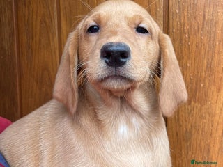 Labrador Retriever dogs - Advert 6