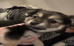 Chiweenie dogs for sale: 6 Beautiful Chiweenie Puppies *Reduced* - Advert 10