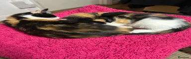 Mixed Breed 1