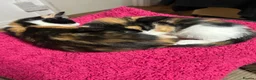 Mixed Breed cats for sale: Ginger White and black kittens for sale in Watford - Advert 3