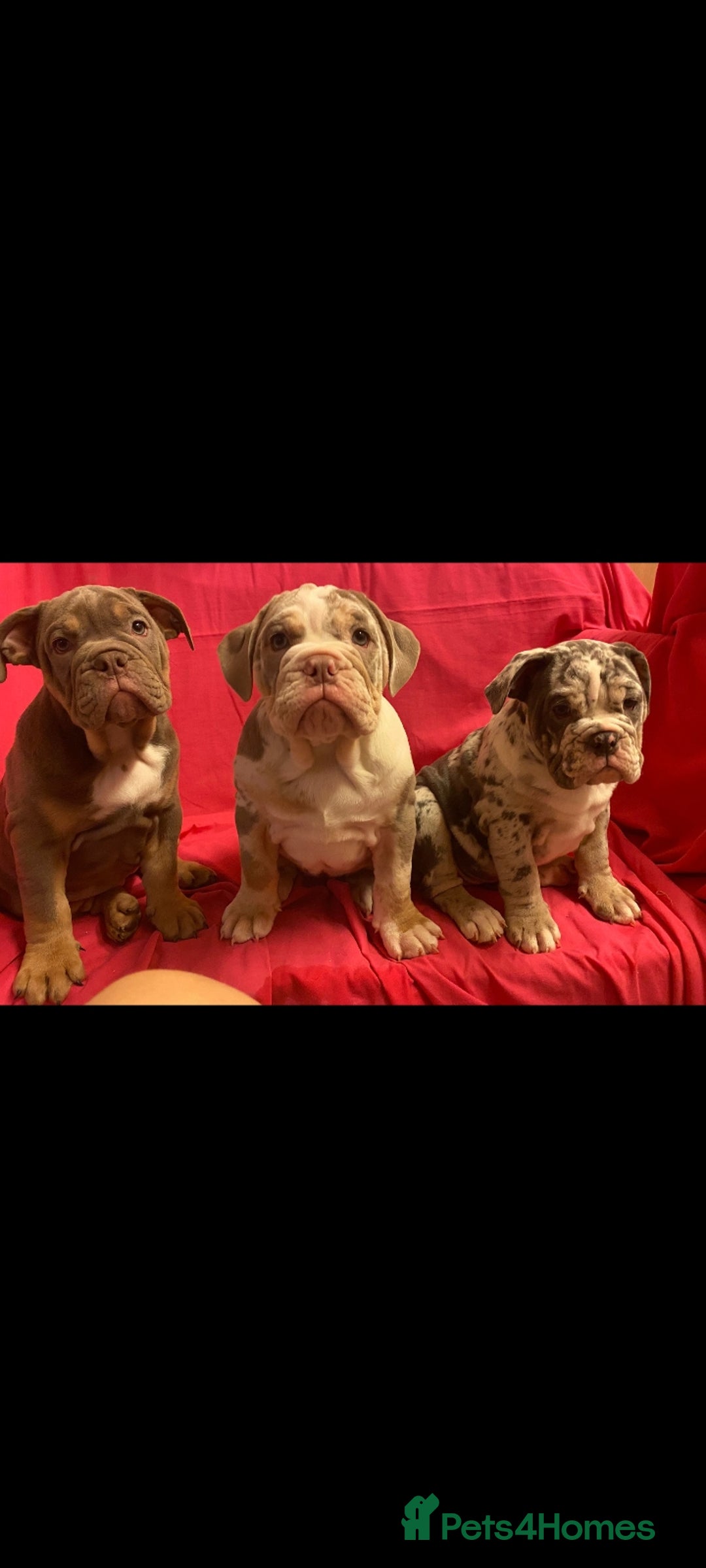 Mixed Breed dogs for sale: F1 olde English bulldog - Advert 22