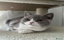 British Shorthair cats for sale: Beautiful BH Bicolour Kittens. Ready now! - Image 22