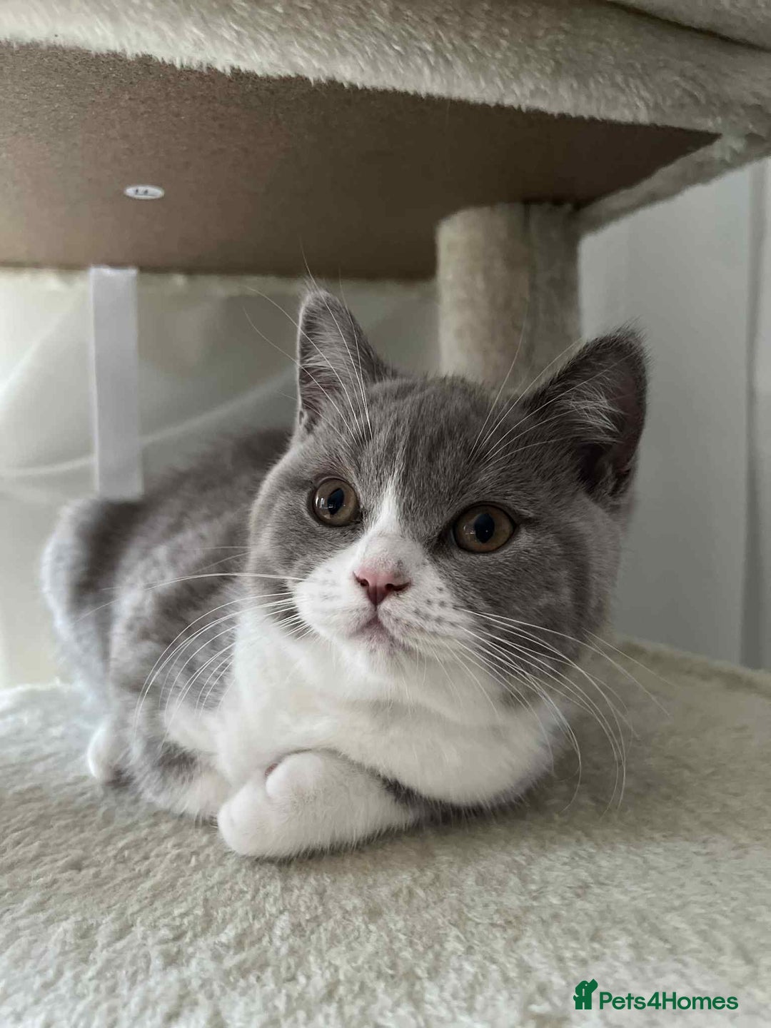 British Shorthair cats for sale: Beautiful BH Bicolour Kittens. Ready now! - Image 22