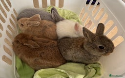 Mixed Breed rabbits for sale: Beautiful well handled baby bunnies - Image 2