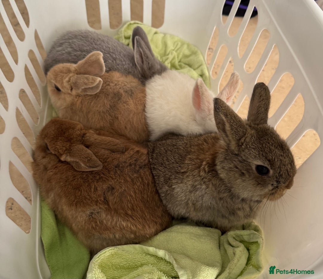 Mixed Breed rabbits for sale: Beautiful well handled baby bunnies - Image 2