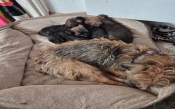 Border Terrier dogs for sale: 5 kc registered border pups  - Image 7