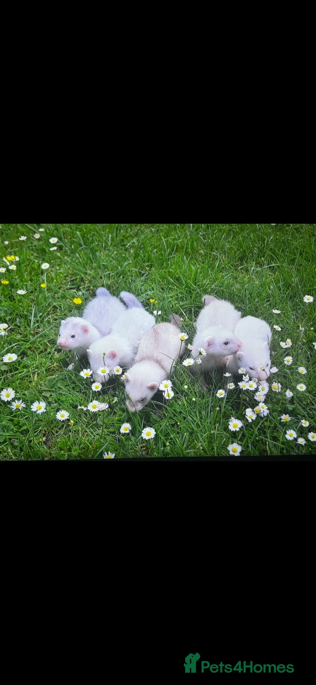 Ferret rodents for sale: Baby ferrets looking for forever homes🏡 - Advert 30