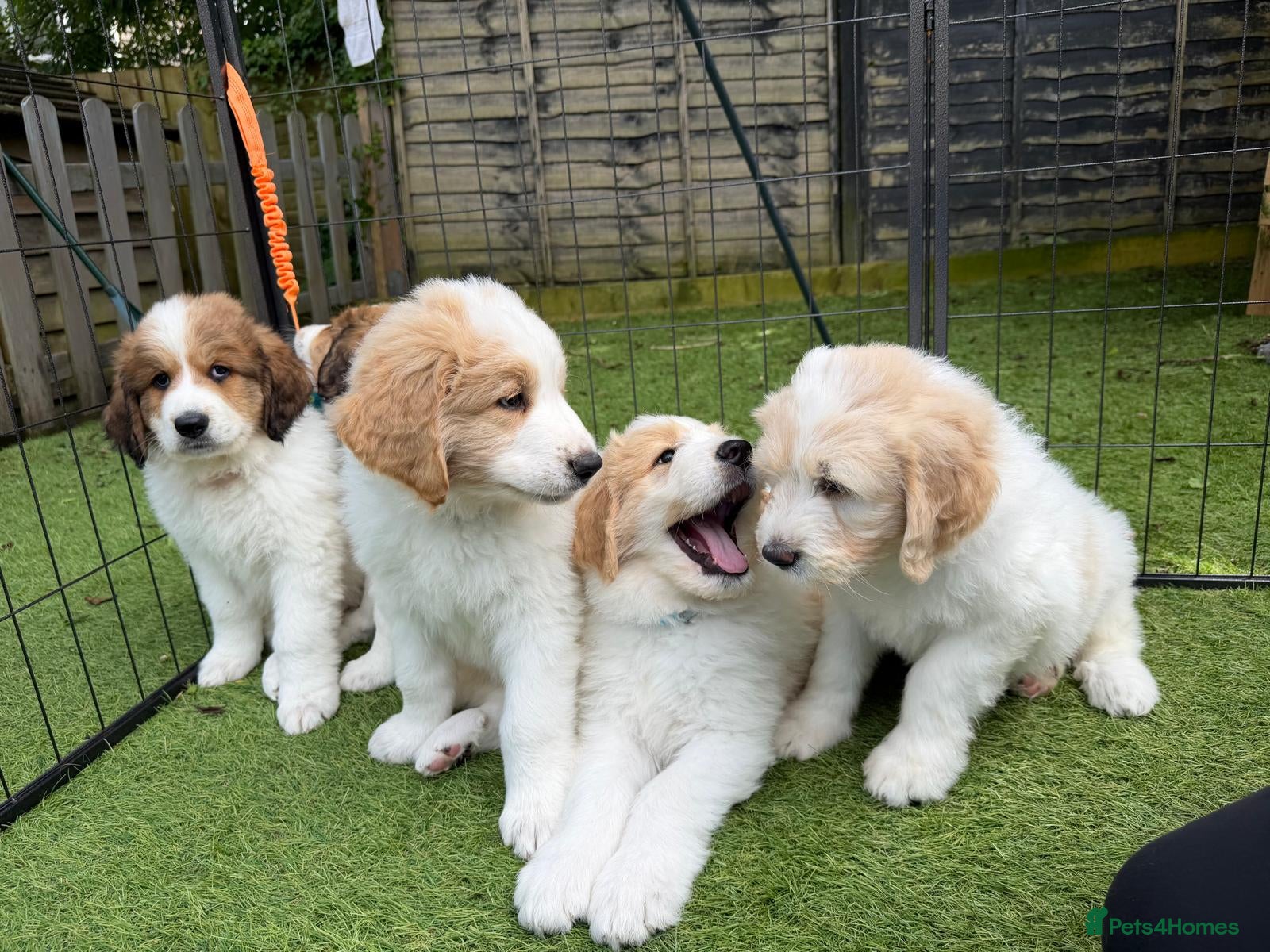Mixed Breed dogs READY NOW, Golden Doodle X Pyrenees Puppies - Advert 1