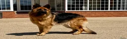 German Shepherd dogs for sale: Meet Mabel - Advert 3