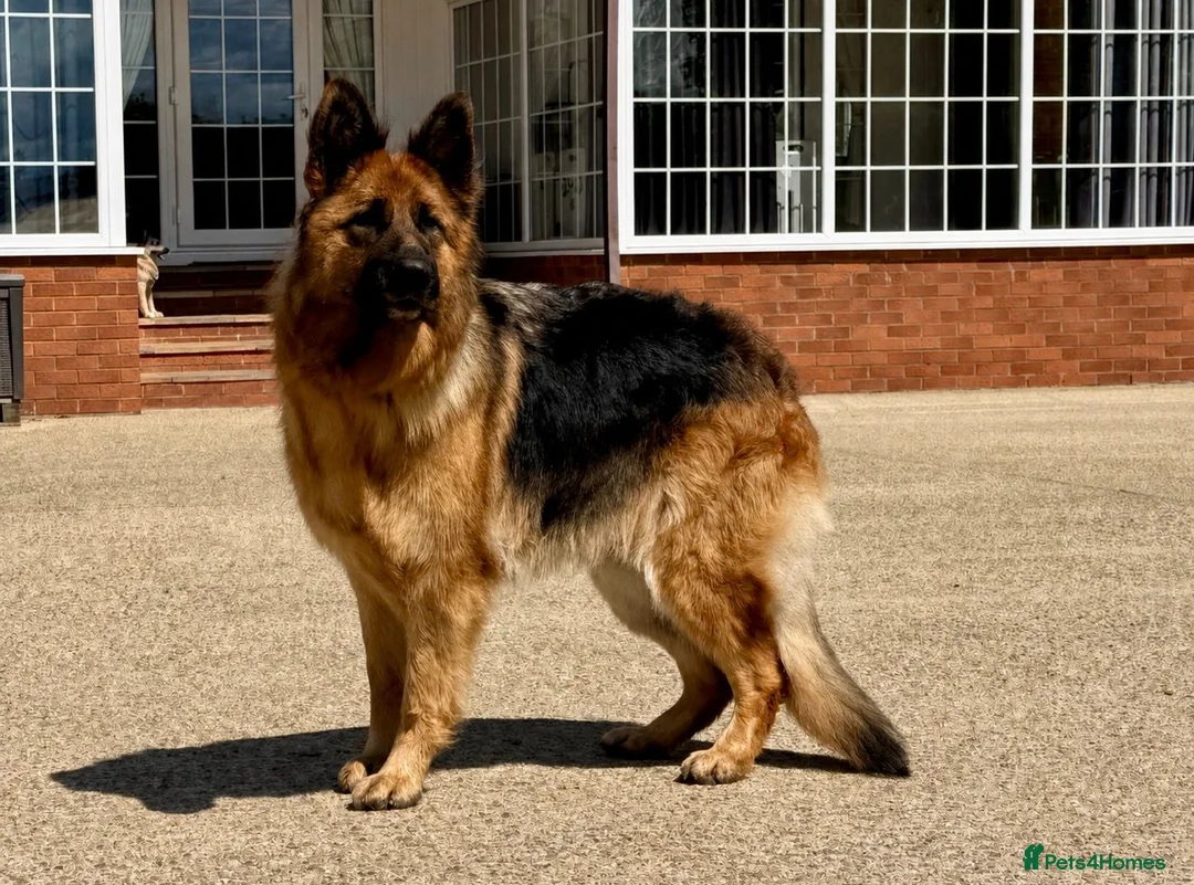 German Shepherd dogs for sale: Meet Mabel - Advert 3