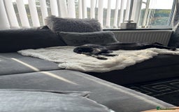 Mixed Breed dogs for sale: Luna  - Image 2