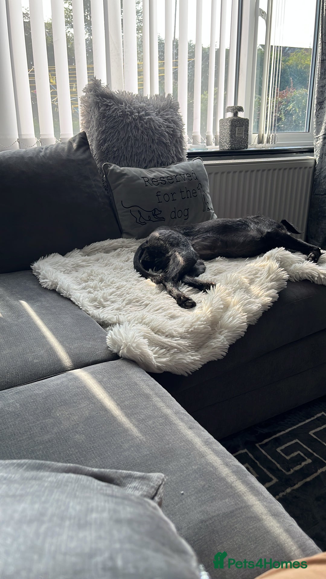 Mixed Breed dogs for sale: Luna  - Image 2