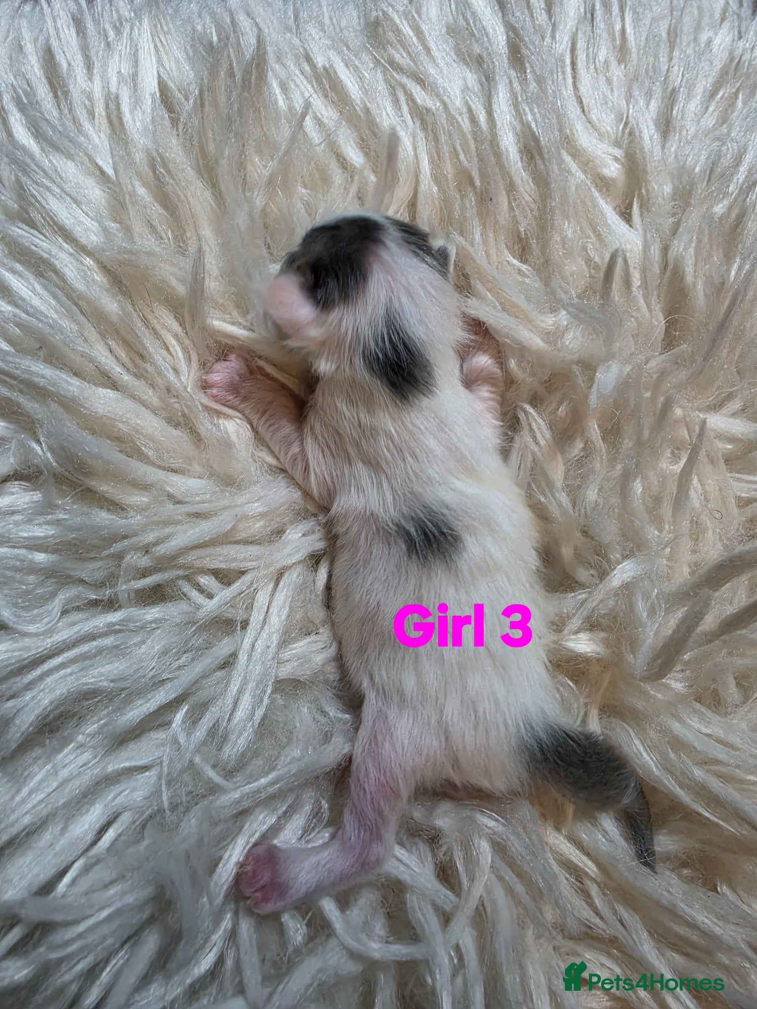 Persian Kitten 4