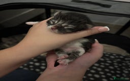 Maine Coon cats for sale: Maine Coon Kittens - Image 5