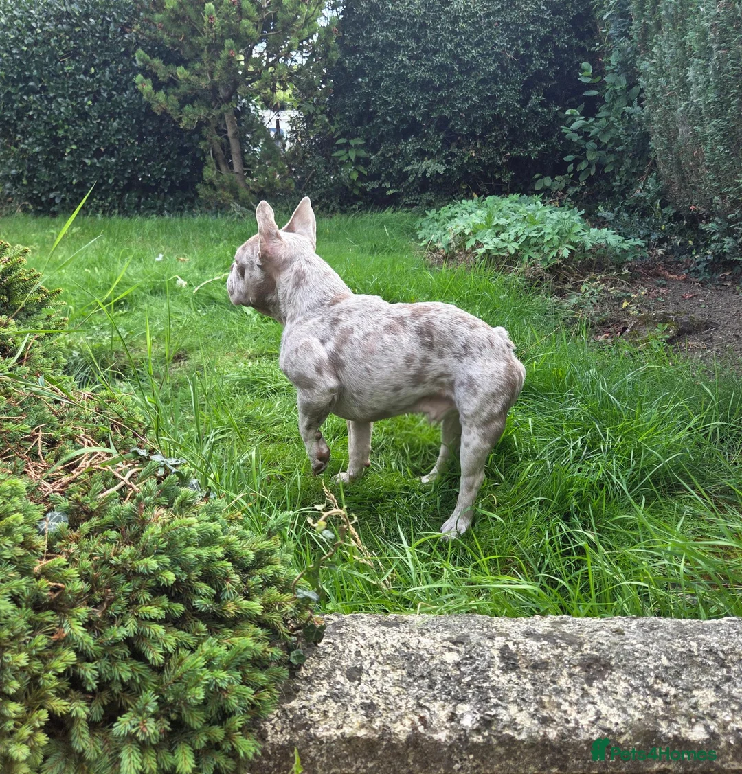 French Bulldog dogs for stud: KC Isabella Merle French Bulldog Stud Blue Eye - Advert 8