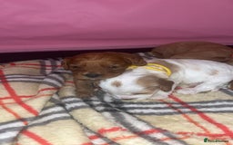 Cavapoo dogs for sale: F1 Cavapoos  - Image 12
