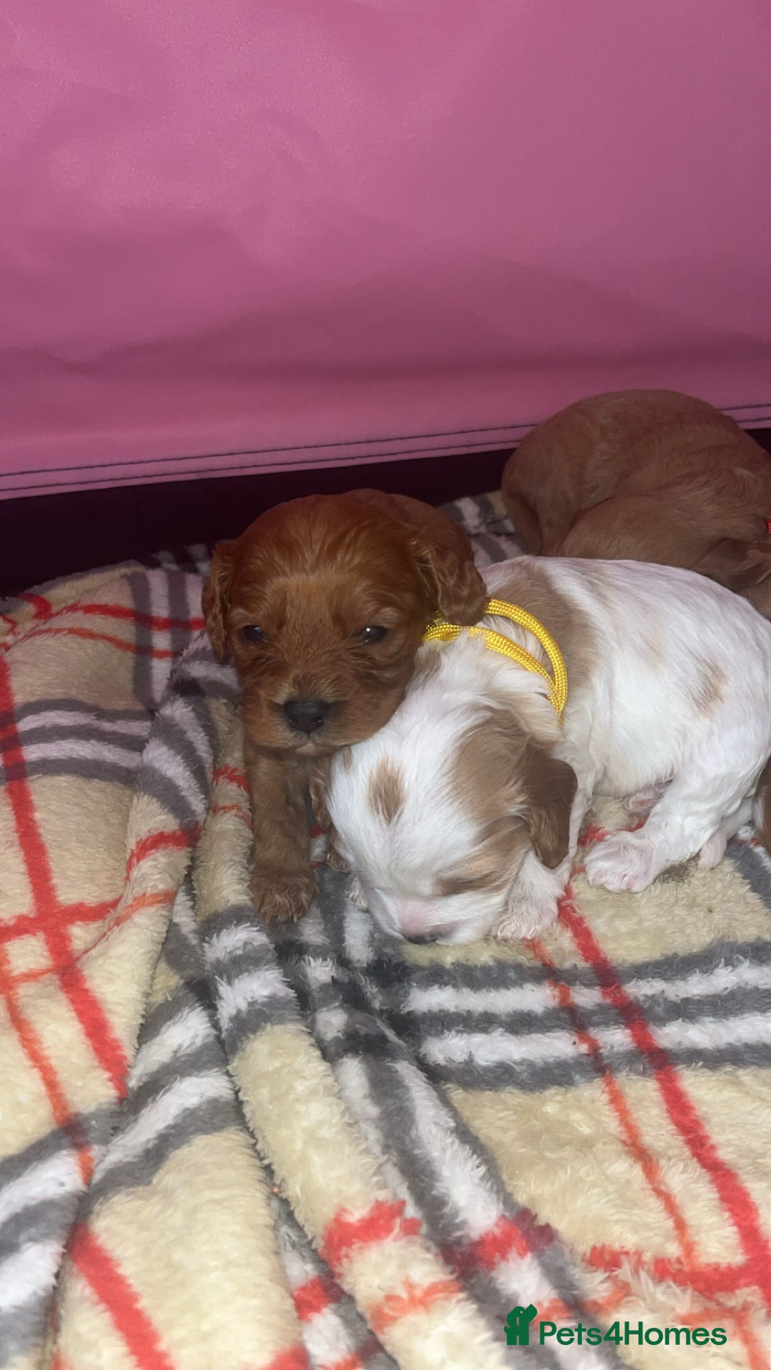 Cavapoo dogs for sale: F1 Cavapoos  - Image 12
