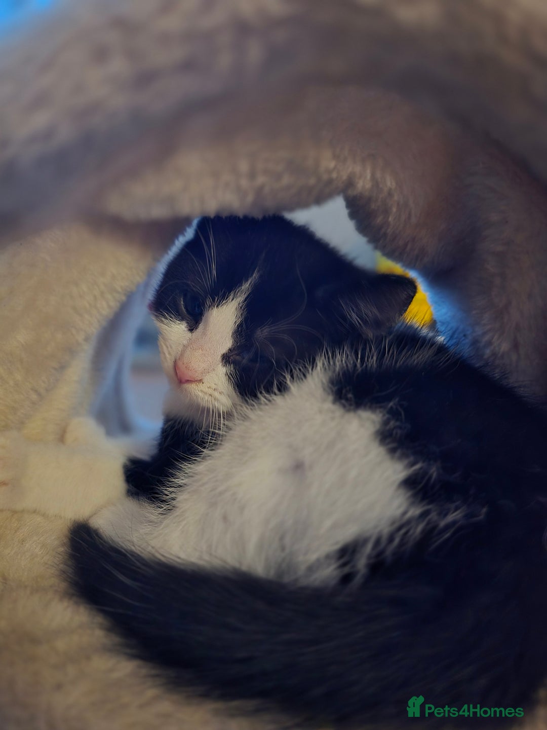 Mixed Breed cats for sale: Adorable black and white kittens - Image 13