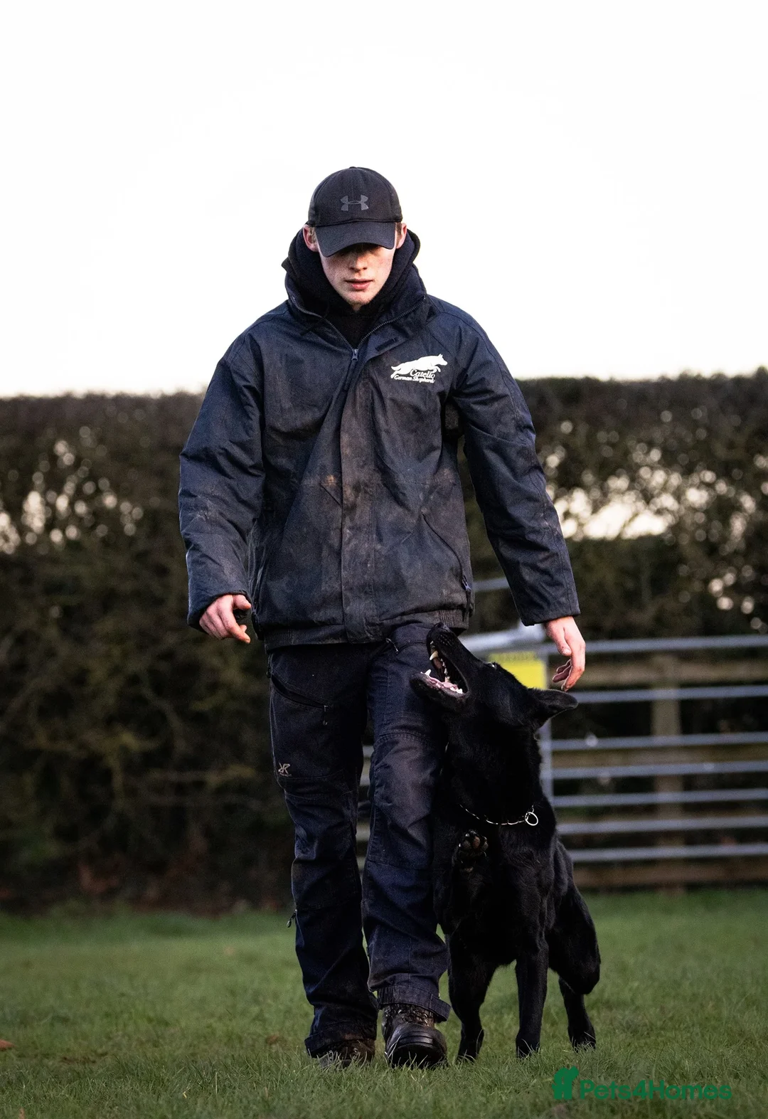 German Shepherd dogs for sale: 6 year old female haper - Advert 2