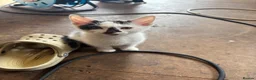 Domestic Shorthair cats for sale: One male one female  in Solihull - Advert 3
