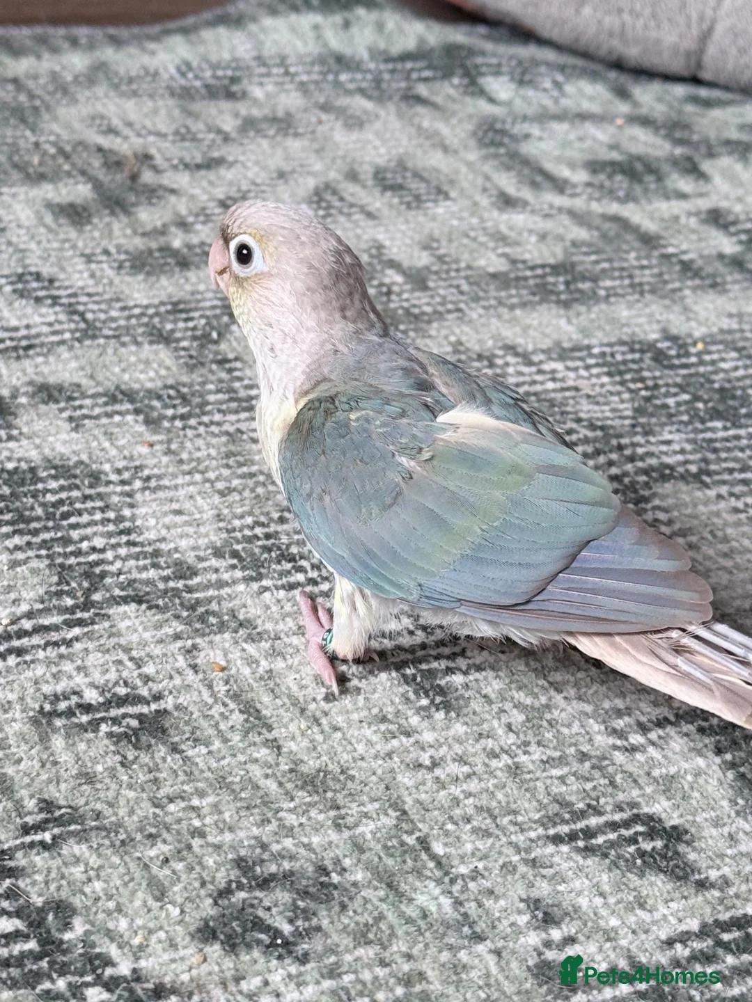 Conures birds for sale: Hand reared DNA tested green cheeked conures - Advert 2