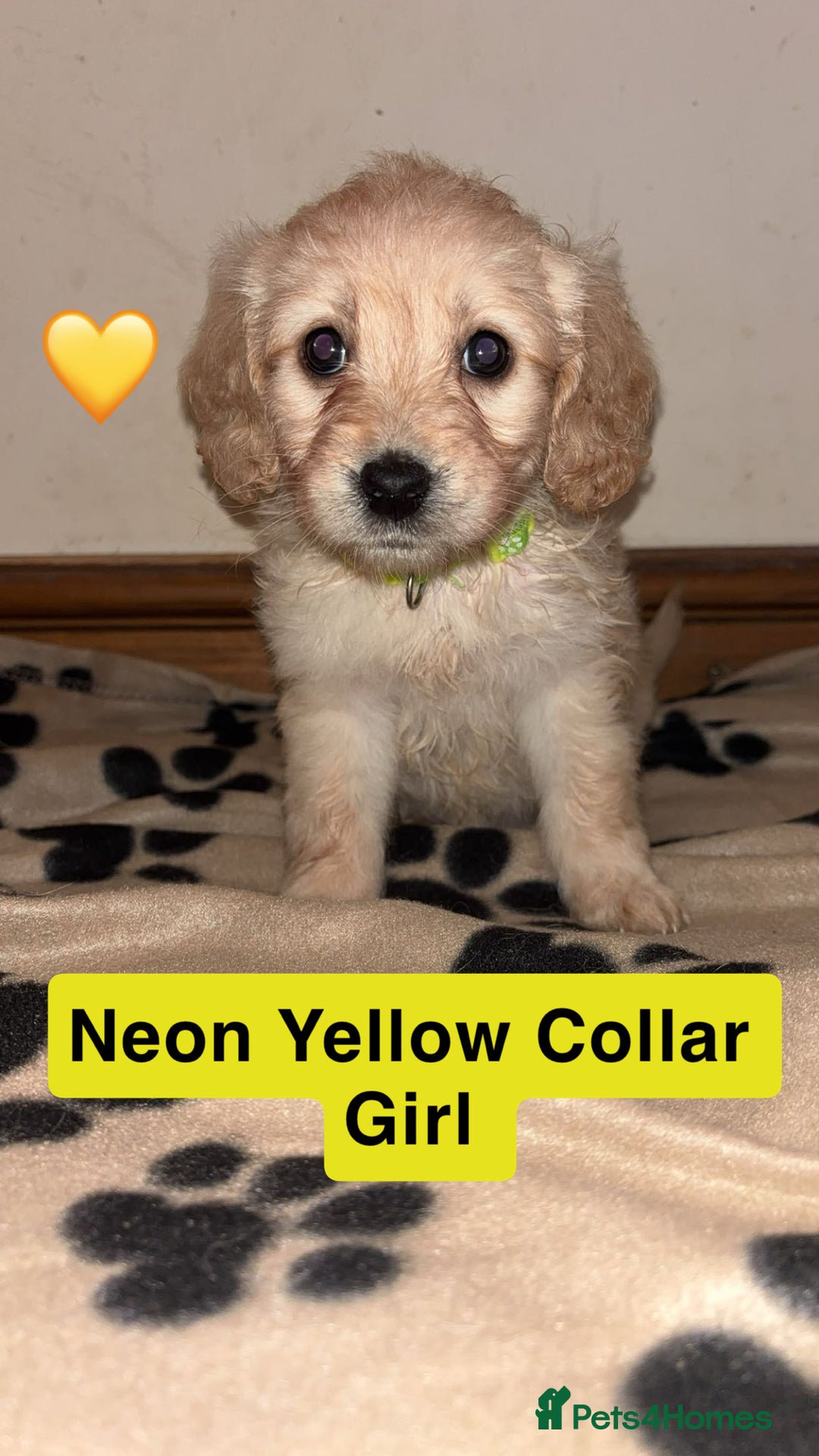 Mini Goldendoodle dogs for sale: 10 beautiful Miniature F1 GoldenDoodle puppies - Advert 10