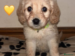 Mini Goldendoodle dogs 1 Left READY TO LEAVE Mini F1 GoldenDoodle puppies - Advert 1