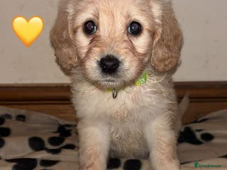 Mini Goldendoodle dogs 1 Left READY TO LEAVE Mini F1 GoldenDoodle puppies - Advert 12