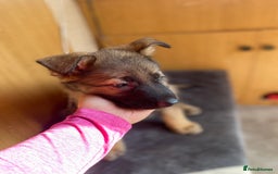 German Shepherd dogs for sale: German shepherd  - Image 3