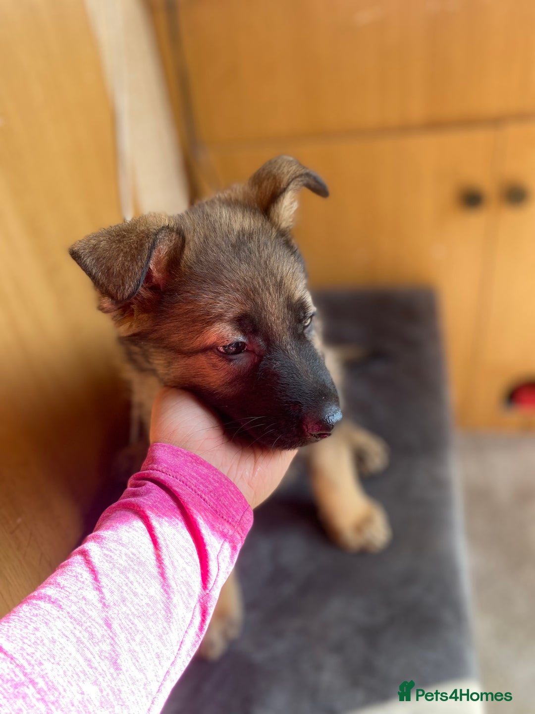 German Shepherd dogs for sale: German shepherd  - Image 3