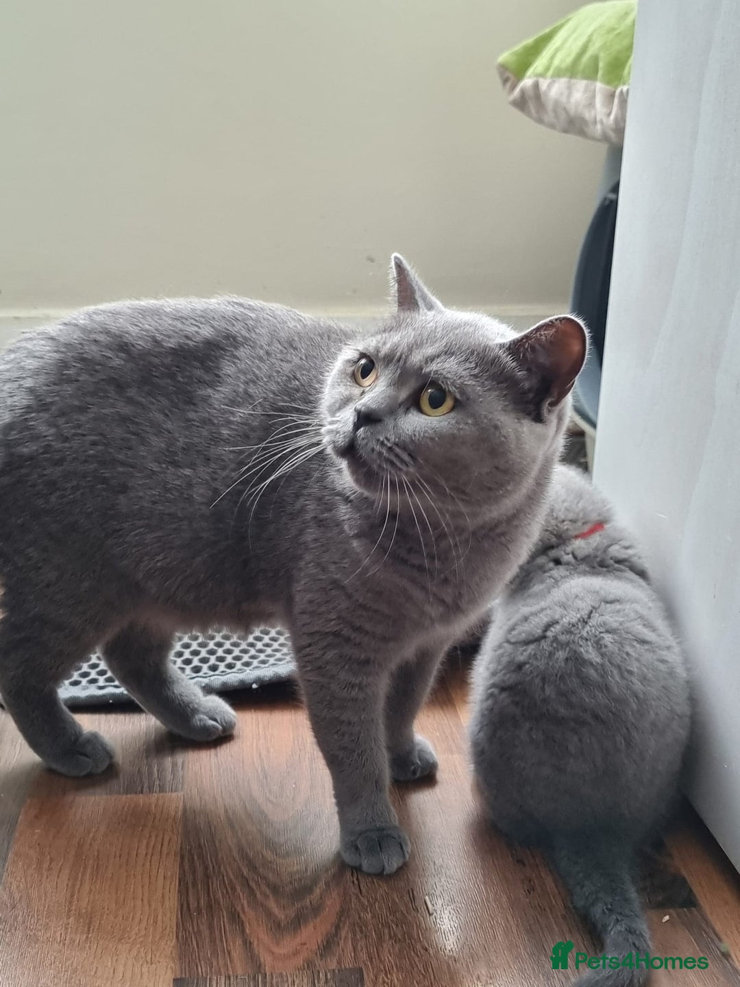 British Shorthair cats for sale: Lilac Blue Female British Shorthair GCCF Pedigree - Advert 15