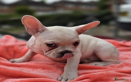 French Bulldog dogs for sale:  Platinum French Bulldog pup - Image 3